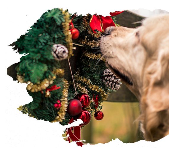 Weihnachten Weihnachten