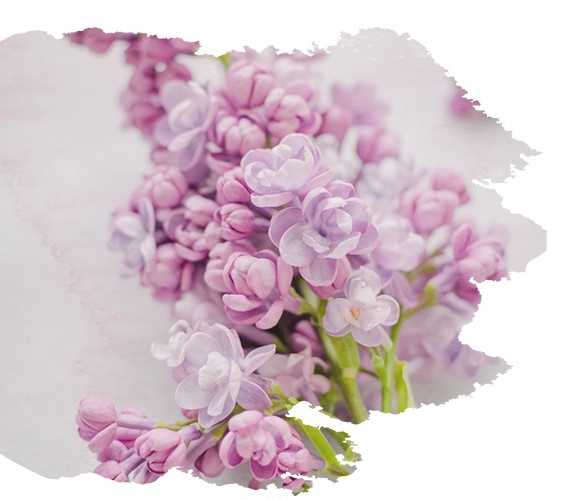 Blüten Blüten